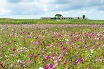 a domain of the vineyard of the medoc in gironde - obrazy, fototapety, plakaty