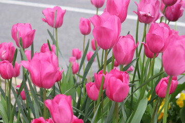 Tulips in Spring