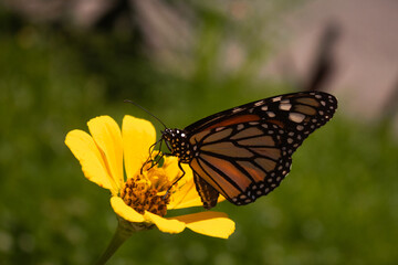 Monarch Butterfly Posing On Flower
