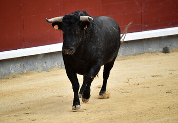 toro bravo español en una plaza de toros