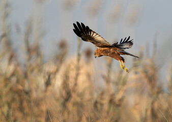 Eurasian Marsh harrier in flight looking for prey at Asker Marsh, Bahrain