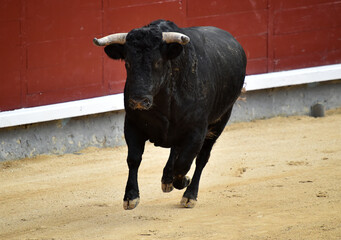 toro bravo español en una plaza de toros