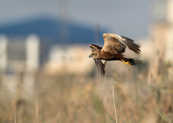 Eurasian Marsh harrier in flight at Asker Marsh, Bahrain