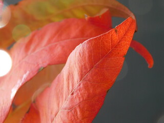 red autumn leaf