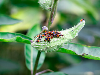 Insects on a plant