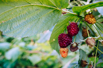 close up of branch of ripe raspberries in a garden