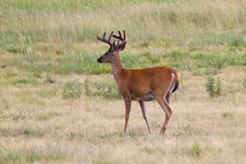 Naklejka premium Deer outdoors in a field of grass