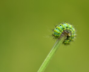 caterpillar on a plant