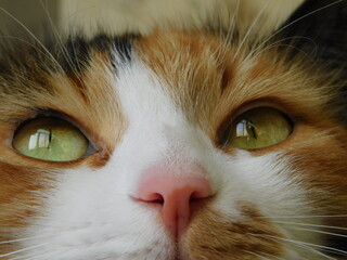 close up of a cat
