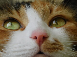 close up of a cat