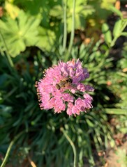 Obraz premium pink flower and wild bee