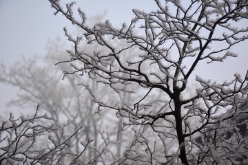 Winterlandschaft mit Frost an Bäumen