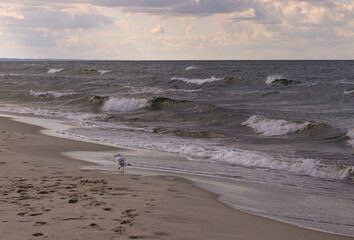 Seagull walking along the beach by the sea
