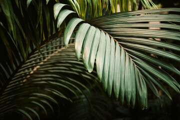curved palm branch tropical background