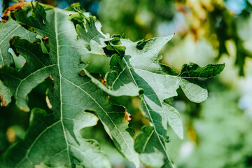 fresh and dry papaya leaves thrive on the tree. fit for agriculture
