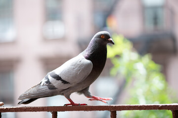 Pigeon on Fire Escape  