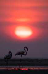 Greater Flamingos and dramatic sunrise at Asker coast, Bahrain