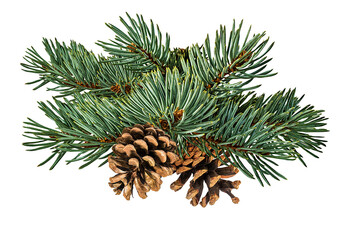 Fir tree and pinecone  isolated on white background