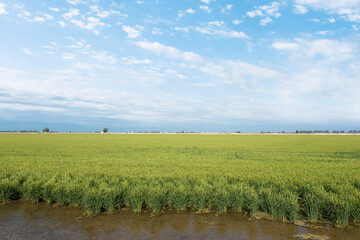 Ebro Delta wetland area with rice field against a cloudy blue sky. Empty copy space for Editor's text