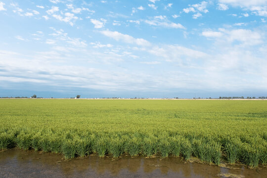 Ebro Delta wetland area with rice field against a cloudy blue sky. Empty copy space for Editor's text