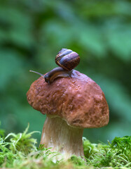 Macro photo of small brown snail sitting on the hat of a cep mushroom growing in the green mosses.