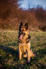 Cute beautiful long haired german shepherd dog posing on autumn colorful meadow
