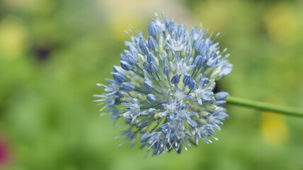 blue flower on a green background