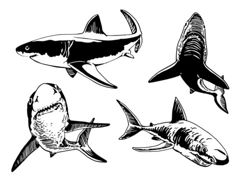Vector set of sharks isolated on white, graphical illustration for printing and tattoo