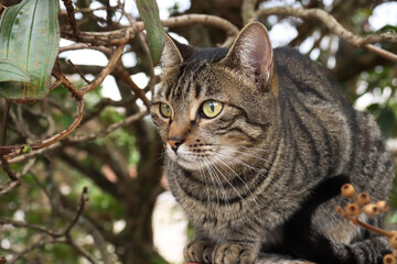 Naklejka na ściany i meble tabby cat on the fence near the tree