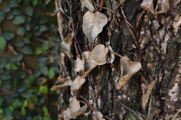 
tree bark and leaves texture outdoors