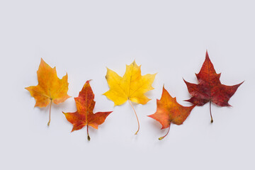 Colorful autumn leaves on white background