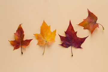 Colorful autumn leaves on colorful background