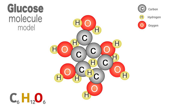 Glucose molecule model, molecule is formed from 6 carbon atoms, 12 hydrogen atoms and 6 oxygen atoms linked together. The molecular formula for glucose is C6H12O6. Sugar diagram, infographic. Vector