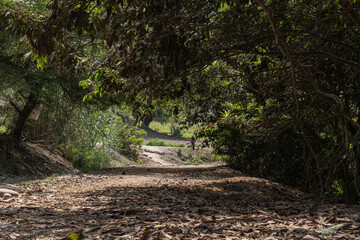 Camino de Trocha