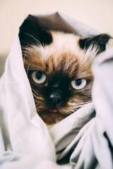 Cute cat