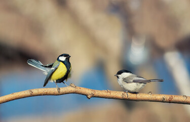 two birds of different types of Tits are sitting on a branch in the garden