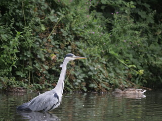 Grey heron, Ardea cinerea
