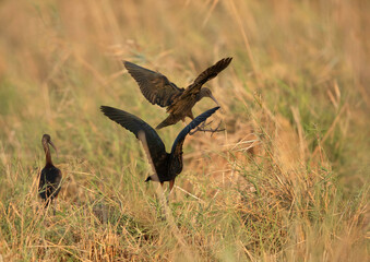 Glossy Ibis landing in the grasses of  Asker Marsh, Bahrain