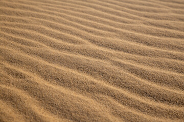Fototapeta na wymiar Beautiful desert landscape with dunes. Walk on a sunny day on the sands.