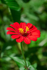 Red Garden Flower

