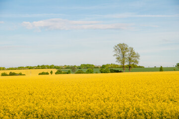 Rabsfeld