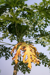 fresh and dry papaya leaves thrive on the tree. fit for agriculture