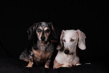 Dachshund, dog, canine, cute, wiener, long, dapple, ears