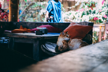 Cat on the beach