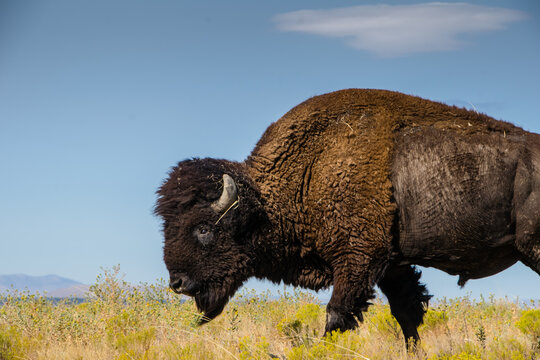 Bison on a ridge