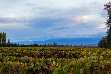 Fototapeta na wymiar beautiful field of vineyards in Mendoza