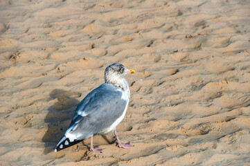  Möwen am Strand des polnischen Seebad Swinemünde 