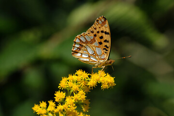 A selective focus shot of a buttefly fritillary on yellow blossoms and unsharp green background - Stockphoto