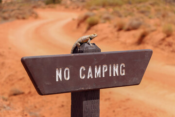 A yellow spiny backed lizard sitting on a no camping sign in the Utah Desert.