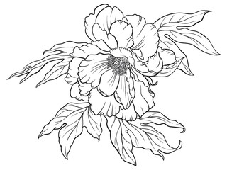 Hand drawn vector of peony flower isolated on white background for coloring page. Black and white  stock illustration of plant for coloring book.